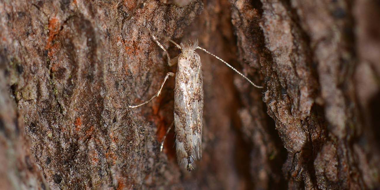 Phyllonorycter sagitella?